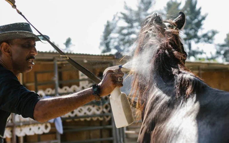 A man applies fly repellent to a horse using a spray bottle on a sunny day.