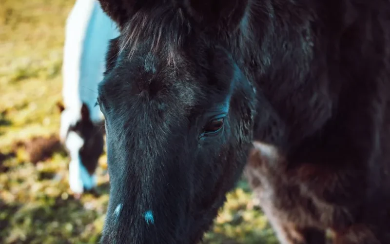A detailed close-up of a brown horse grazing in a pasture, showcasing its eye and mane.