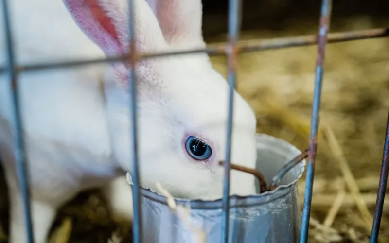 feed, animal nutrition, granulki, feed, feed, feed, animal nutrition, granulki, granulki, granulki, granulki, granulki