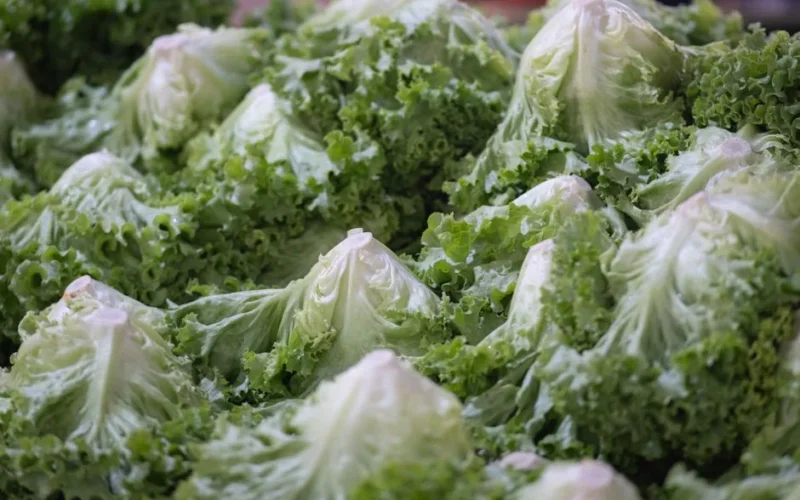 Close-up of fresh iceberg lettuce heads at Bornova market in İzmir, Türkiye.