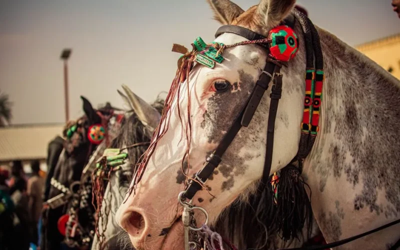 Beautifully adorned horses with traditional decorations captured at an outdoor festival.