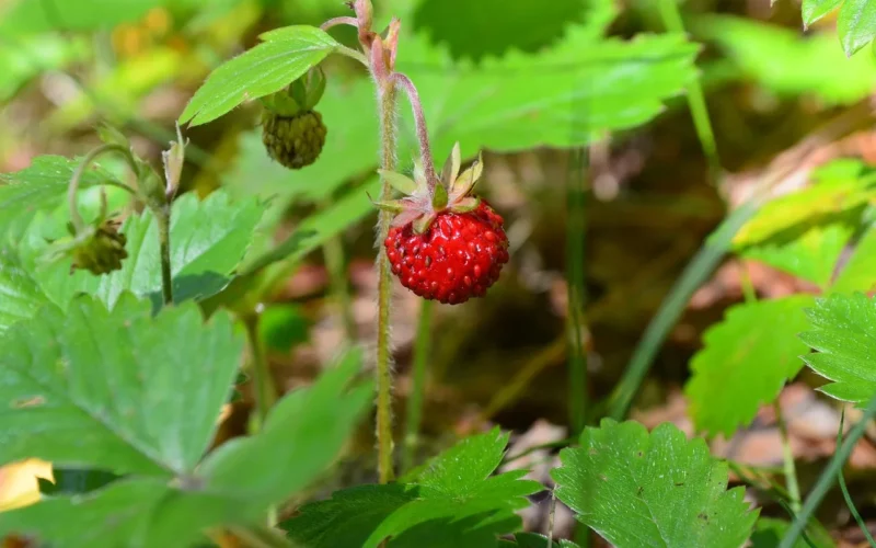 truskawka, strawberry, jagoda