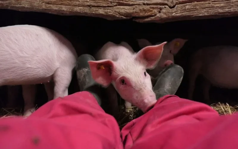 Cute piglets exploring a farmer's legs inside a barn in Bladel, Netherlands.