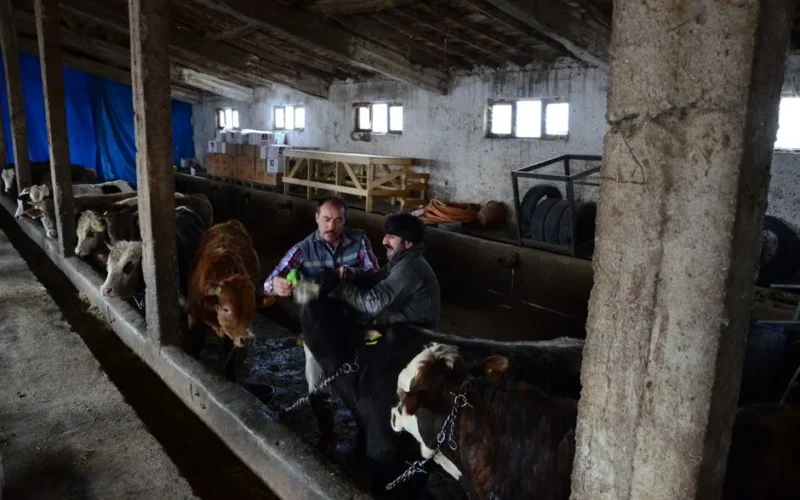 Farmers tending to cattle in a barn in Ankara, Türkiye.