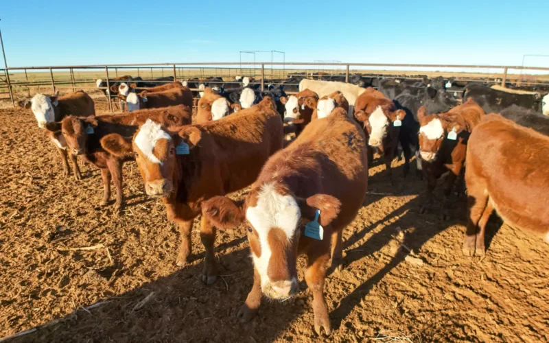 Beef cattle in a feedlot in New Mexico