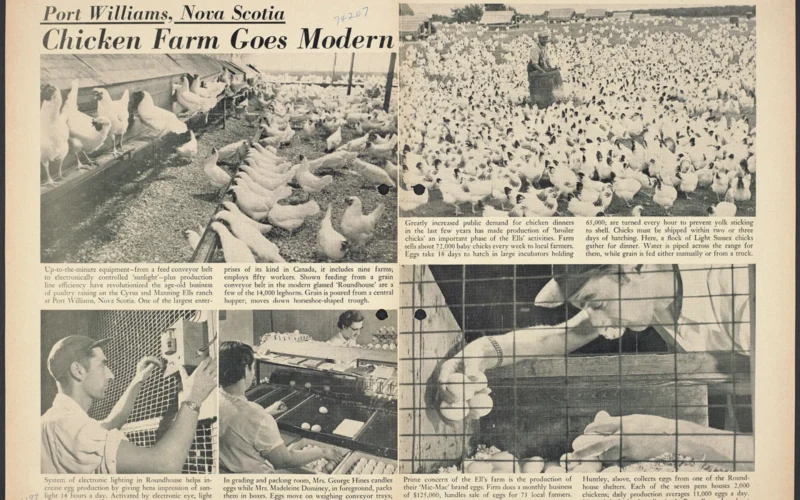 Article text: Up-to-the-minute -- from a feed conveyor belt to electronically controlled 'sunlight' -- plus production line efficiency have revolutionized the age-old business of poultry raising on the Cyrus and Manning Ells ranch at Port Williams, Nova Scotia. One of the largest enterprises of its kind in Canada, it includes nine farms; employs fifty workers. Shown feeding from a grain conveyor belt in the modern glassed 'Roundhouse' are a few of the 14,000 leghorns. Grain is poured from a central hopper; moves down horseshoe shaped trough. Location: Canada, Nova Scotia, Port Williams
