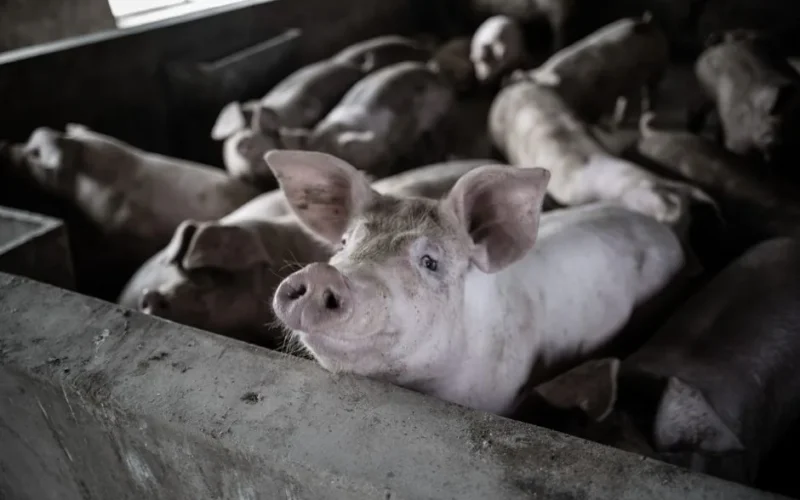A close-up view of several pigs in a rural barn, highlighting farm life and livestock management.