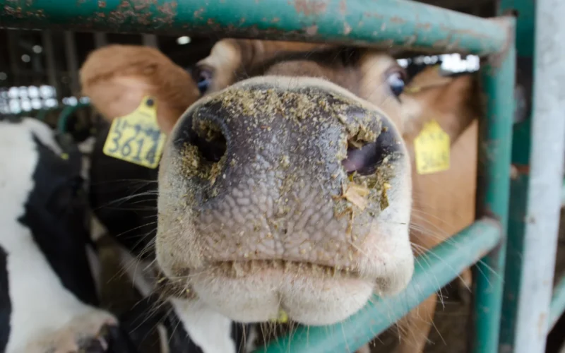 Feeding time in the free stall heifer barns at Brubaker Farms, which is both a diary and green energy producer in Mount Joy, PA on March 19, 2011. The family farm owned by Luke, Mike and Tony Brubaker has approximately 850 cows and 700 young stock, producing 20,200,000 pounds of milk last year. It has 13 full-time employees and more than 1,500 acres of farmland. Their methane digester was made possible with a U.S. Department of Agriculture (USDA) Rural Development (RD) Rural Energy for America Program (REAP) grant that provided a cost-share of the digester purchase. It can handle more than 41,859 metric tons of organic waste, to capture methane gas that fuels a low emission generator producing 225 kW. This powers the digester itself and farm operations. Excess power is sold to the local power grid, allowing the community to benefit from a green energy source. After producing methane, effluent from the digester is pressed to separate liquid and solid materials. The farm uses the liquids in fertilizer; and solids become the cows’ bedding for Brubaker and other local farms, that is cleaner than sawdust. The bedding saves the farm approximately $30,000 per year. Mount Joy residents can enjoy the fact that the process removes 90% of the odor from the cow manure. The methane itself is odorless and colorless. The system can accept an additional 2,600 gallons of food waste per day from local sources that would otherwise dispose of it in a local landfill. Additionally, their nutrient credits can be sold to the local municipality to help it to meet federal requirements and to keep sewer bills from rising. This provides additional revenue for the farm, and creates environmentally friendly community partnerships. USDA Photo by Lance Cheung. Additional video about organic waste capture and reuse is at https://www.youtube.com/watch?v=ZWvW594P6n8