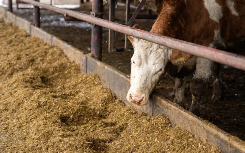 A brown and white cow eats hay in a Slovakian barn, showcasing farm life.