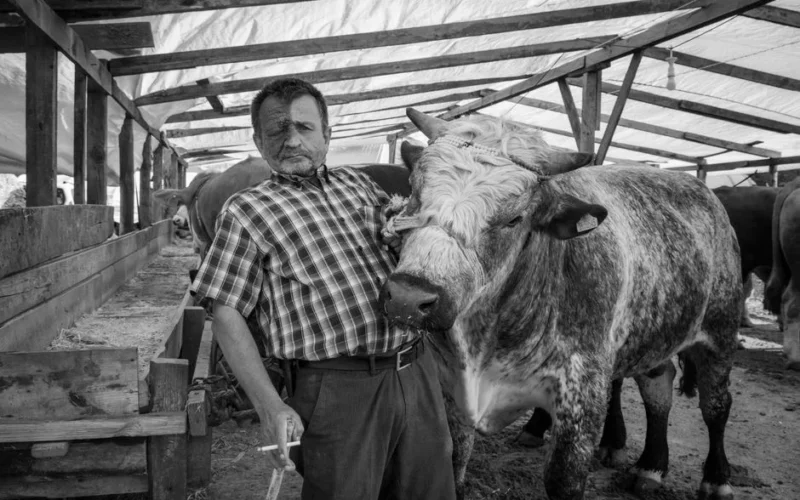 Black and white portrait of a farmer standing with a bull in a rustic barn. Capturing rural life.