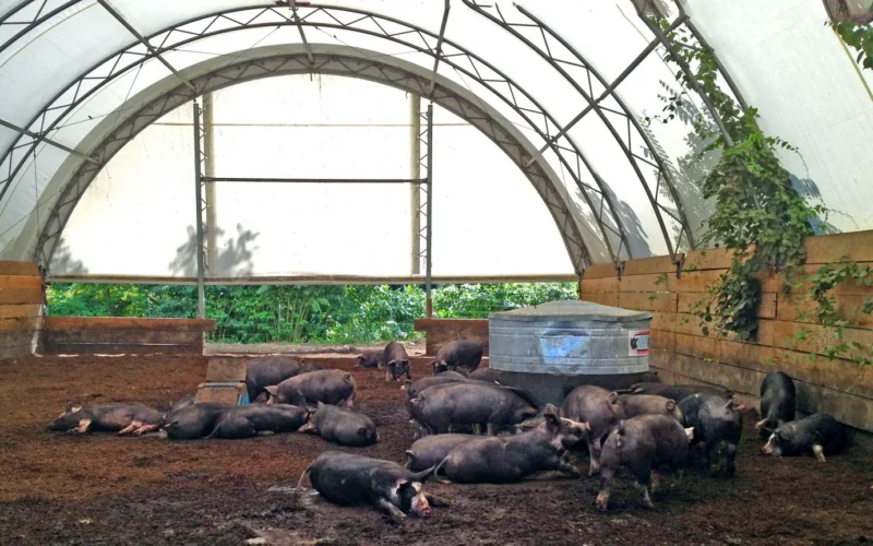 Pigs in a family farm sized pen, gathered around a rotary feeder. (Stone Barns Center for Food & Agriculture, Pocantico Hills, NY).