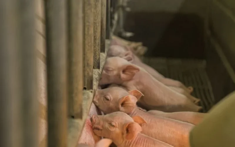 Adorable piglets feeding in a barn, showcasing farm life and livestock care.