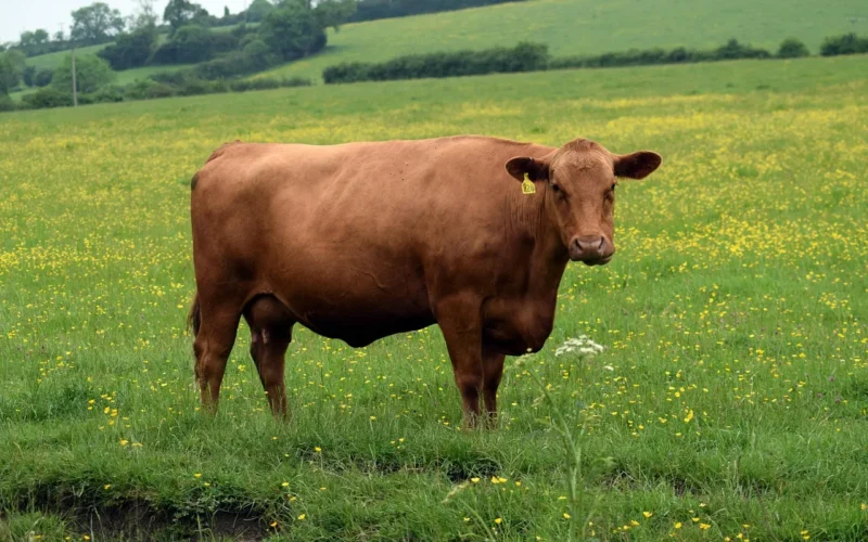 krowa, stada, bydło, pastwiska, hodowla, lozere, dziedzina, rolnictwo, natura, przeżuwacz, zwierzęta, pole, rogi, alpy, zwierzę, trawa, wieś, cows, cattle