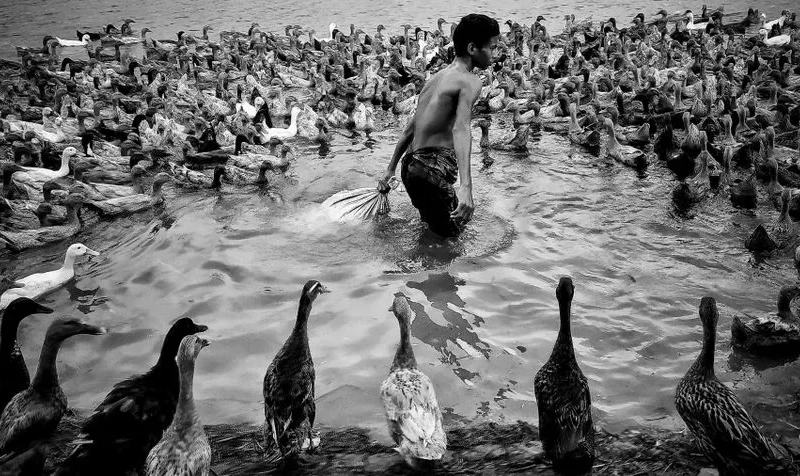 A man guides a large group of ducks across a river in a pastoral scene.