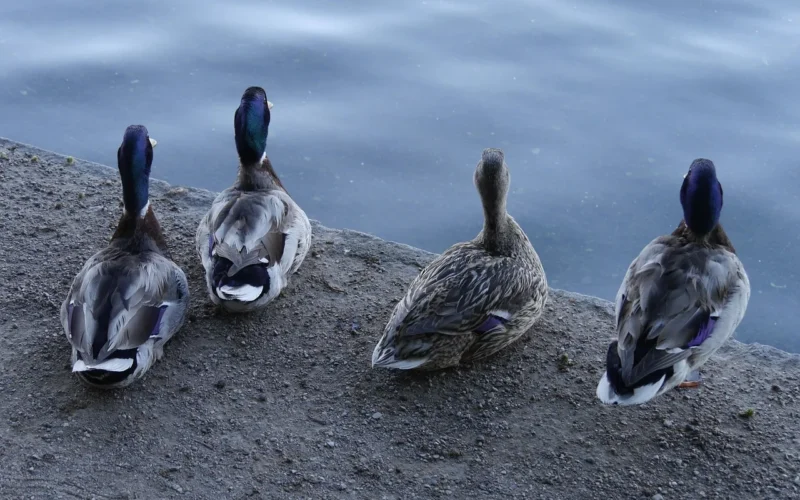 kaczki, four ducks, pensive ducks, kaczor backs, duckies, kaczka, natura, cztery kaczki, miasto natury, fauna, ptaki, ptak, zwierzę, szczęśliwa kaczka, ptactwo wodne, woda