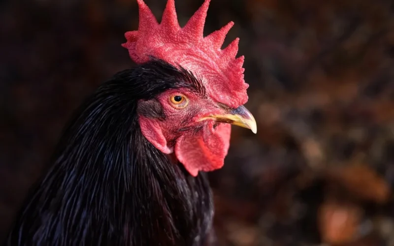 rhode island red rooster, kogut, czerwona wyspa rhode, kurczak, państwa ptak, ptak, ptasia, kurczak domowy, żywy inwentarz, korale, kogucik, natura, grzebień, drób