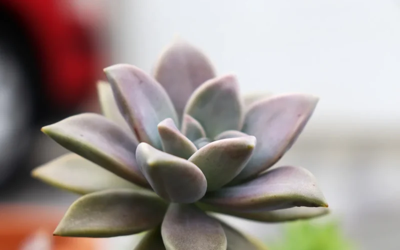 soczysta roślina, echeveria, graptopetalum, rozeta soczysta, mięsiste liście, pastelowy soczysty, zbliżenie roślin, makro natury, kryty roślin, susze tolerancyjny, roślina ozdobna, soczysty makro, prace ogrodowe, pielęgnacja sukulentów, niskie koszty utrzymania, roślina domowa, szczegół botaniczny, soczyste liście, liść tekstura, wystrój ogrodu, rodzina kaktusów, kserofit, soczysty estetyczny, minimalna roślina