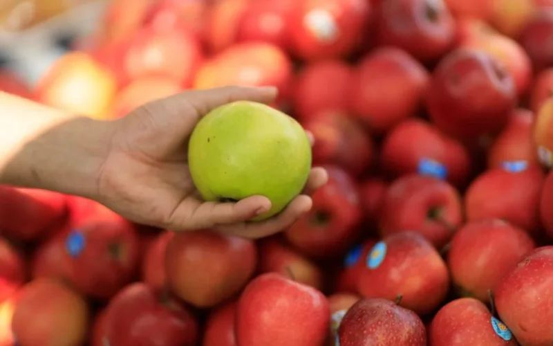 Close-up of a hand holding a green apple surrounded by red apples at a market.