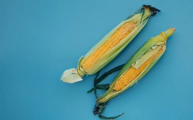 Two fresh corn cobs with husks on a vibrant blue background. Ideal food imagery.