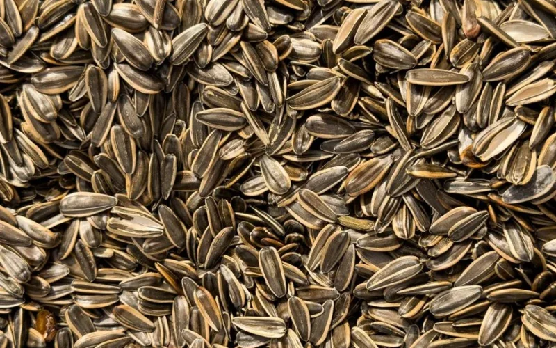 Close-up of organic sunflower seeds highlighting their texture and nutritional value.