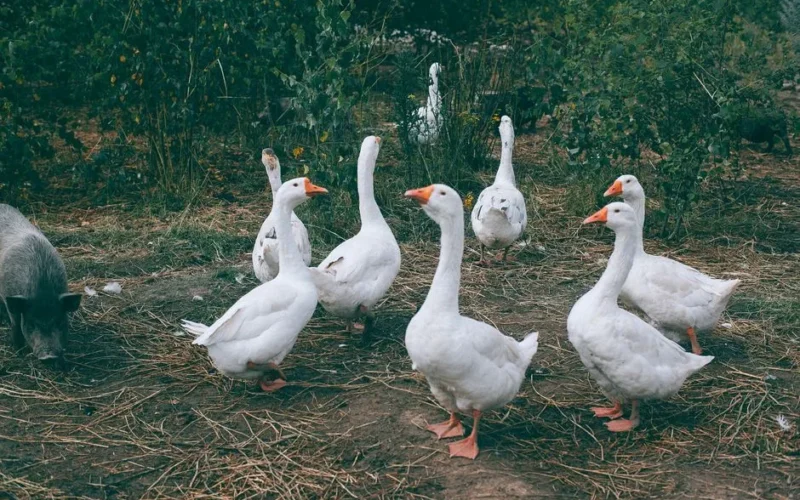 Gaggle of white geese and black pig walking near green bushes in countryside