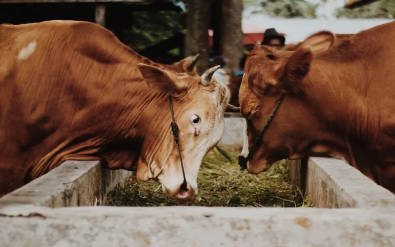 Two brown cows feeding at a trough in a farm setting, showcasing domestic farm life.