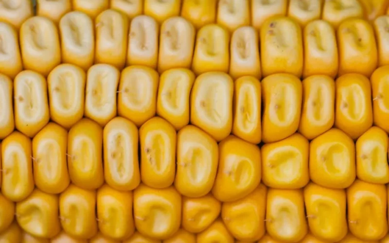 Detailed close-up of vibrant yellow corn kernels highlighting natural food texture and color.