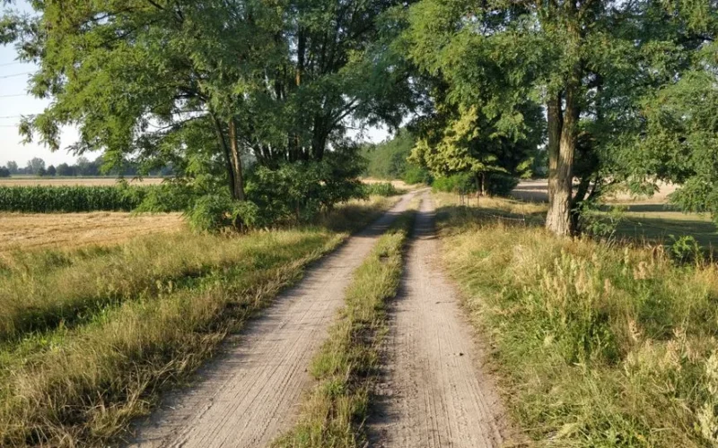 A serene dirt road stretches through lush green countryside, lined with tall trees and fields.