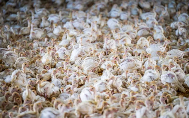 A dense flock of white turkeys congregated in a barn, reflecting intensive poultry farming.
