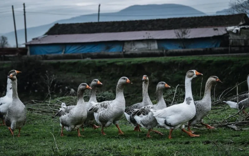 A flock of geese walking in a grassy farm area with a barn in the background.
