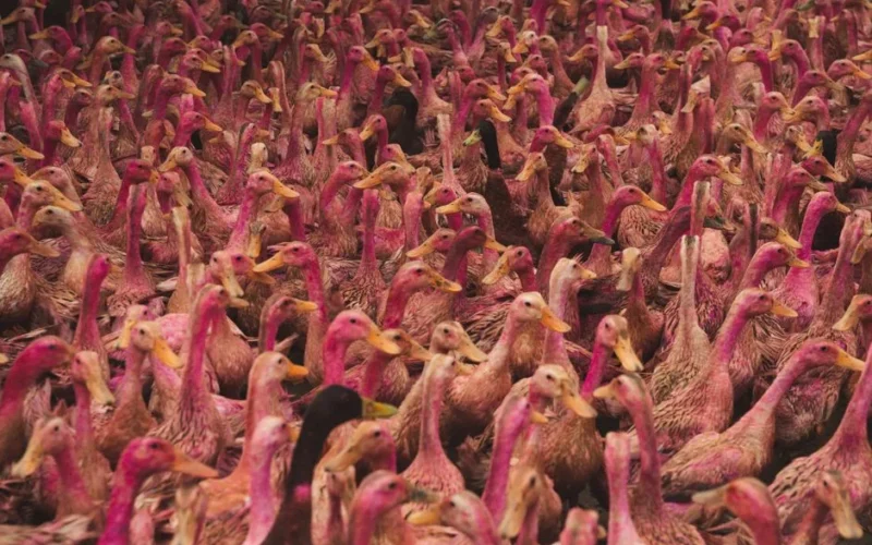 A large group of pink-colored ducks densely packed together in an outdoor farm setting.