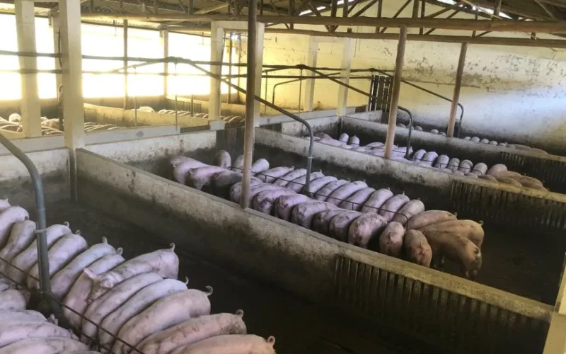 From above of hungry pigs gathered around feeders eating in big clean indoor farm