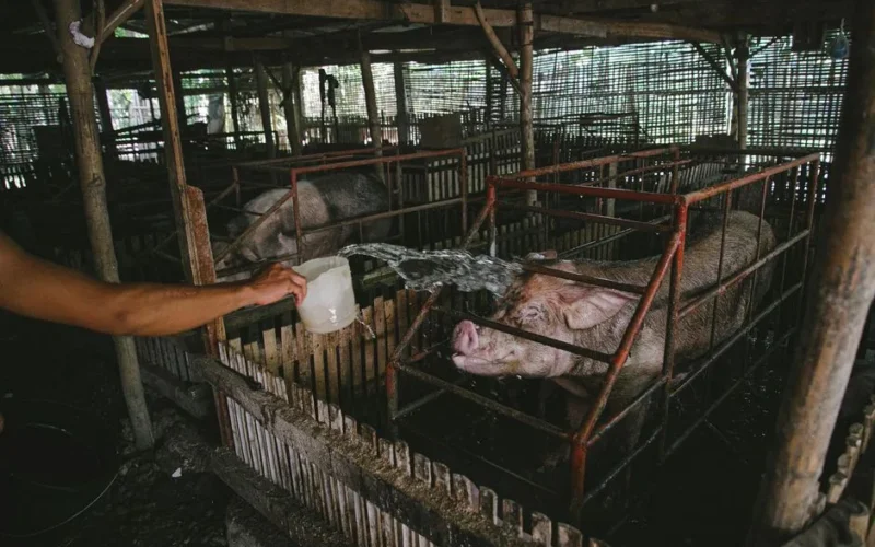 A farmer splashes water on pigs in an indoor farm setting.