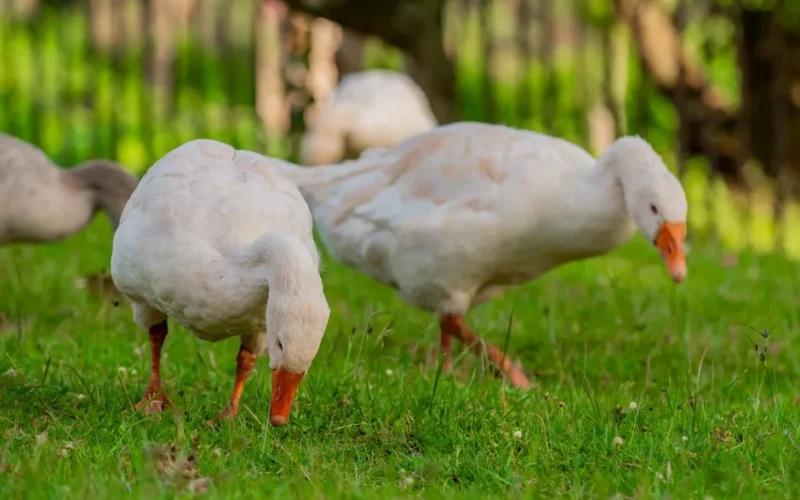 White geese feeding on vibrant grass in a serene outdoor setting.